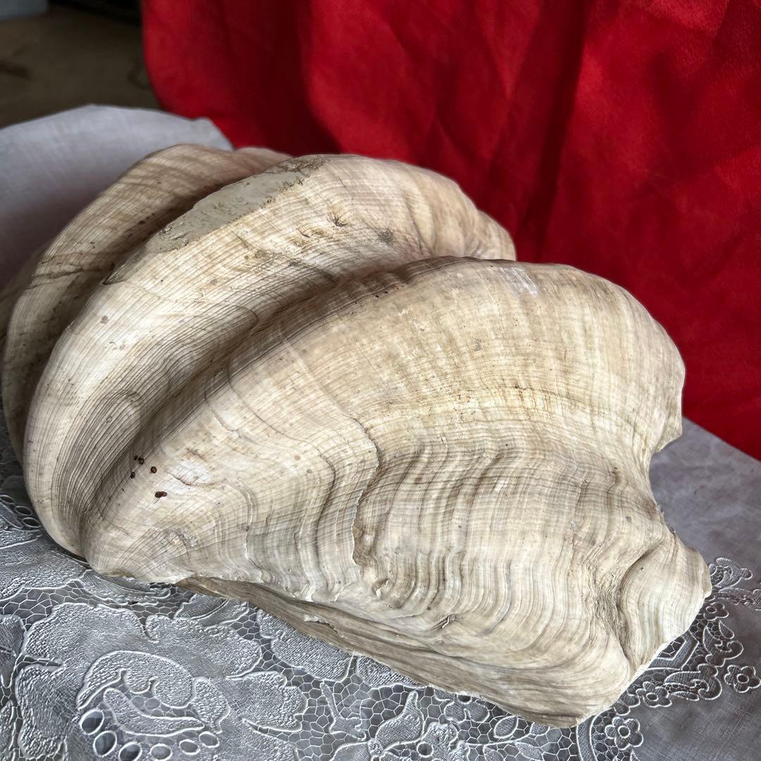 貝殻 ボウル型 レイアウト用品 大きめ42センチ