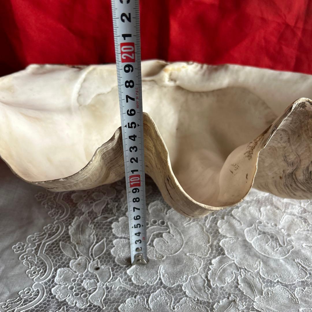 貝殻 ボウル型 レイアウト用品 大きめ42センチ