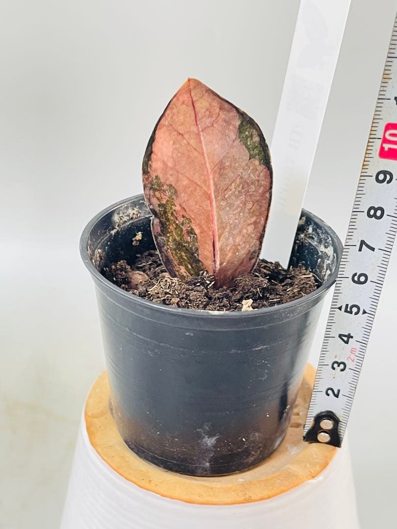 ザミオクルカス ブラック ピンクバリエガータ斑入りZZ plant 12