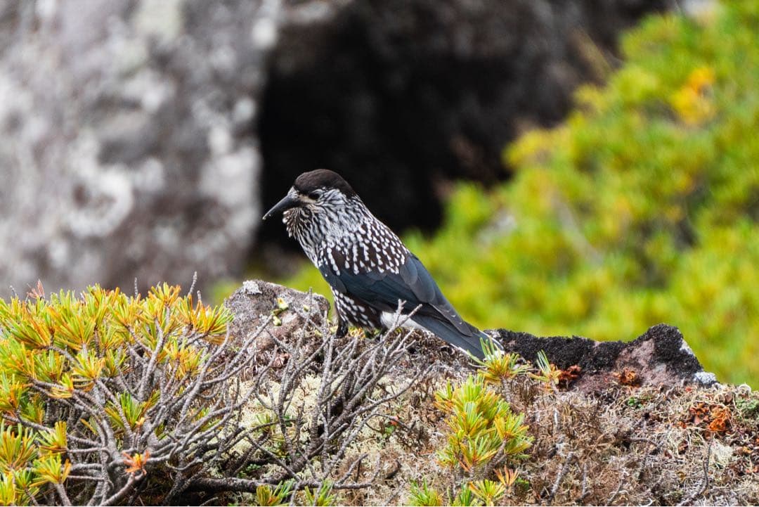 TAMRON 70-300mm f/4.5-6.3 Di Ⅲ RXD