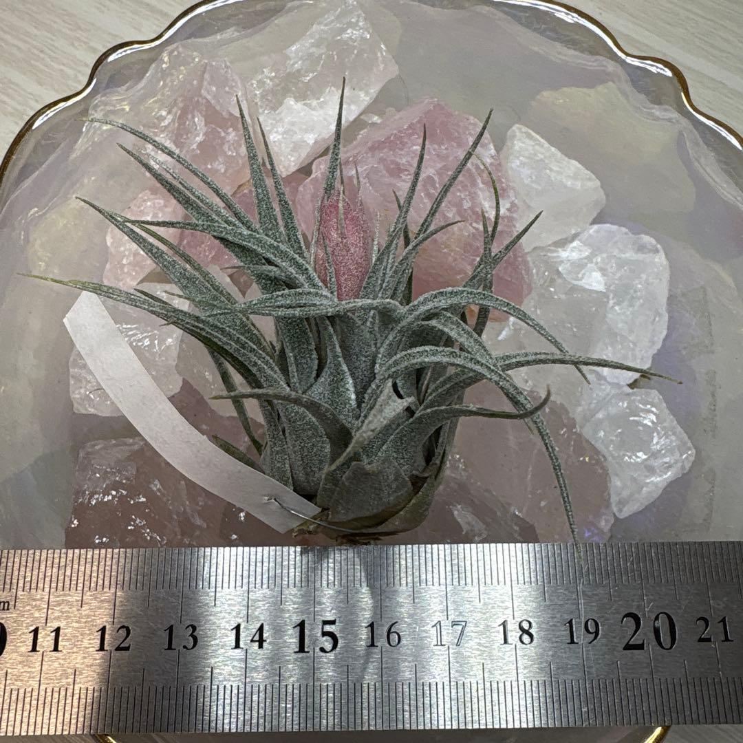 ブロメリア・エアープランツ Tillandsia heubergeri