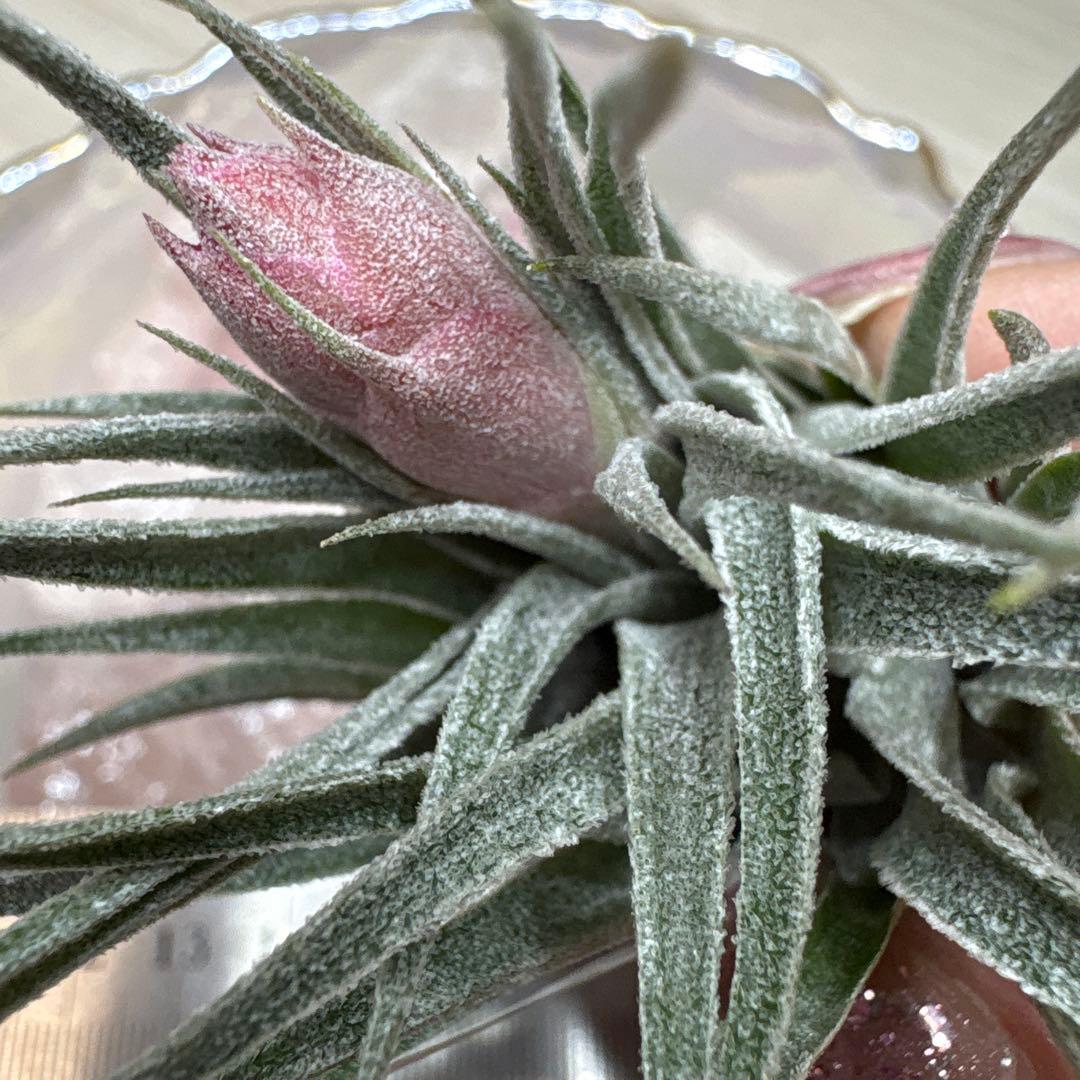 ブロメリア・エアープランツ Tillandsia heubergeri