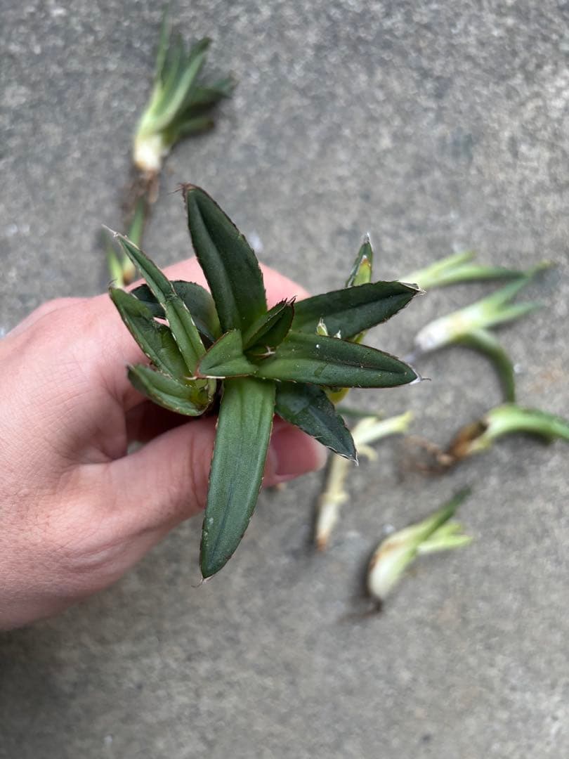 アガベ　笹の雪　子株12個販売　極上株