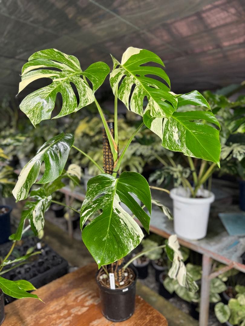 34モンステラ　ボルギシアナ　アルボ　白ホワイトタイガー斑入り　鉢モスポール付き