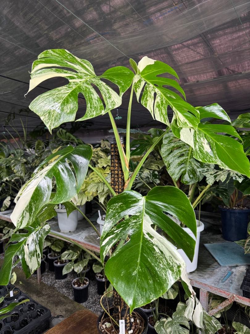 34モンステラ　ボルギシアナ　アルボ　白ホワイトタイガー斑入り　鉢モスポール付き