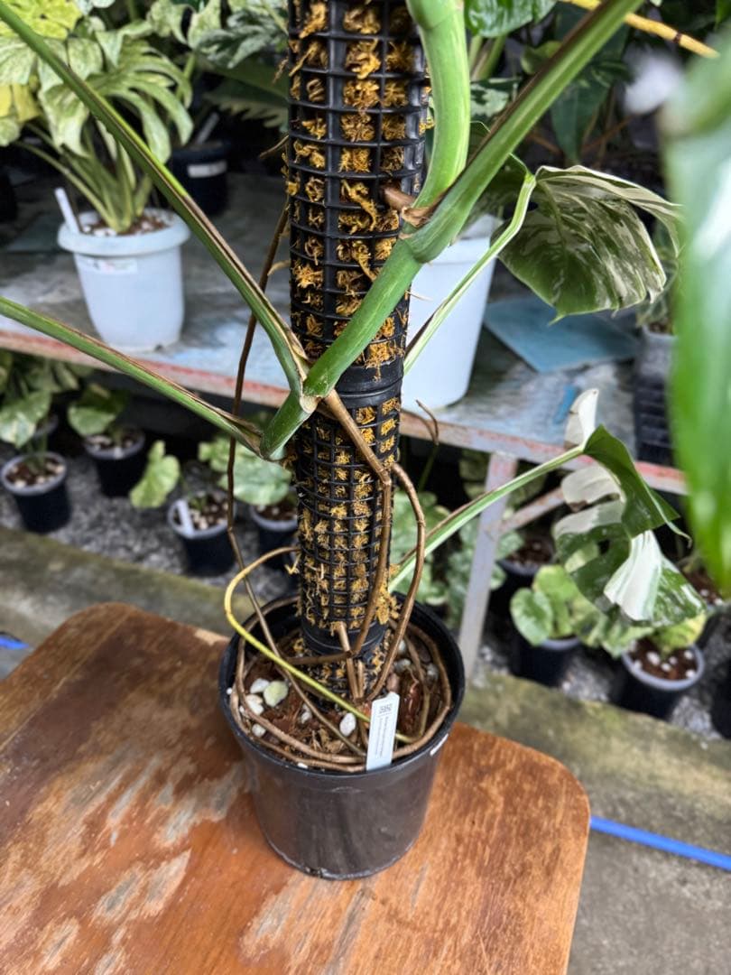 34モンステラ　ボルギシアナ　アルボ　白ホワイトタイガー斑入り　鉢モスポール付き