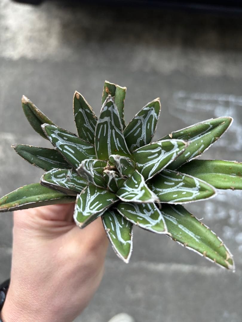 アガベ　笹の雪　極上株　子株販売