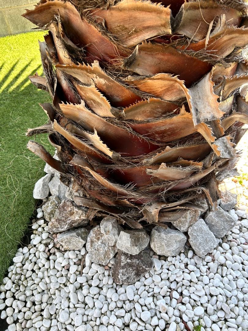 ワシントンヤシ　植木　引き取り限定