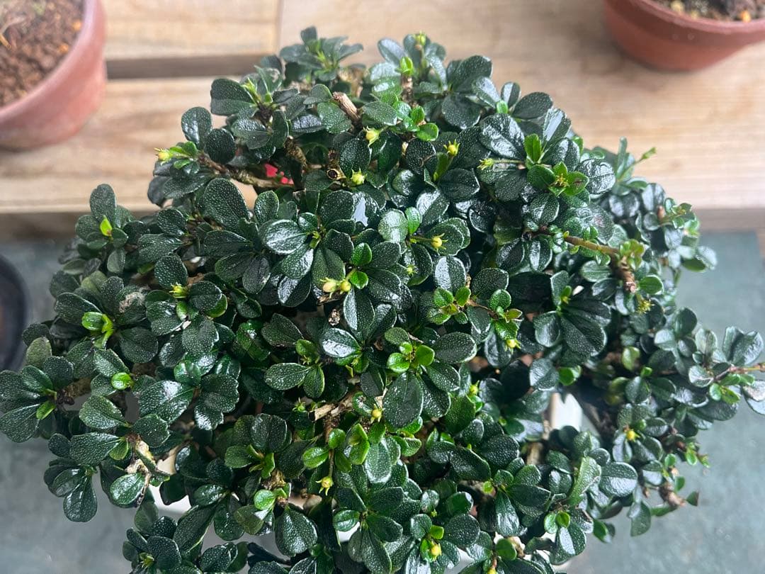 ✨✨✨フクマンギ【◎福万木】検/実物盆栽♪セール♪