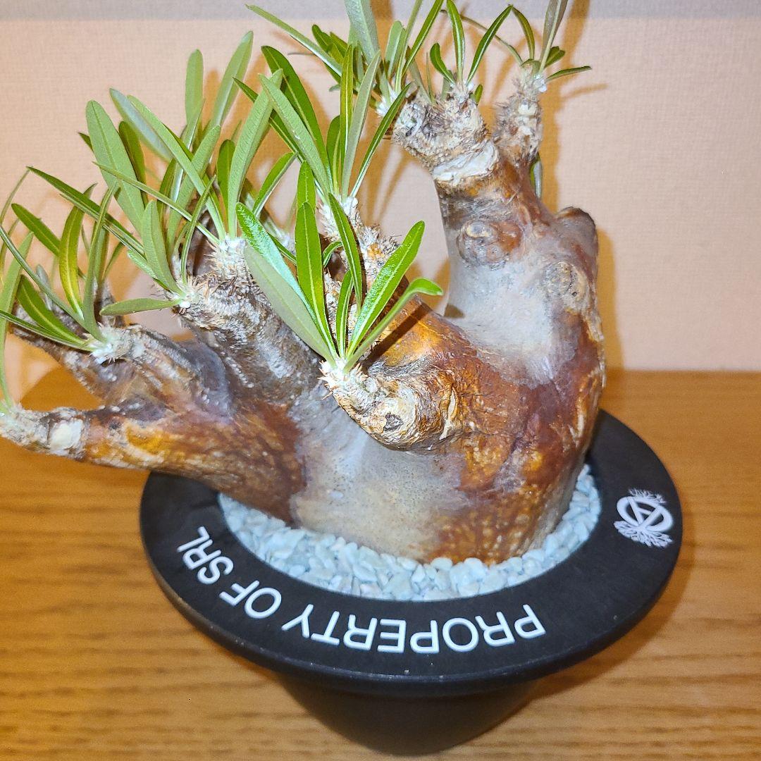 NEIGHBORHOOD　SRL　パキポディウム　イノピツナム