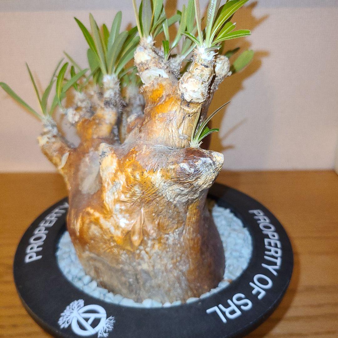 NEIGHBORHOOD　SRL　パキポディウム　イノピツナム