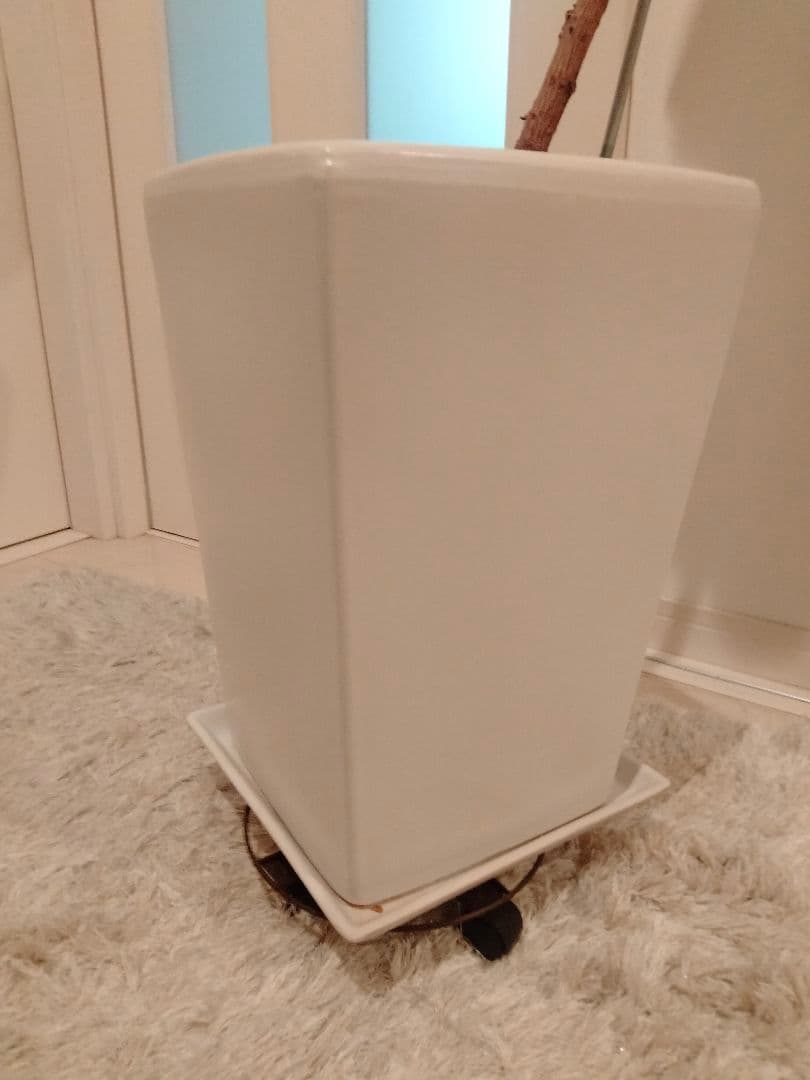 観葉植物ゴムの木