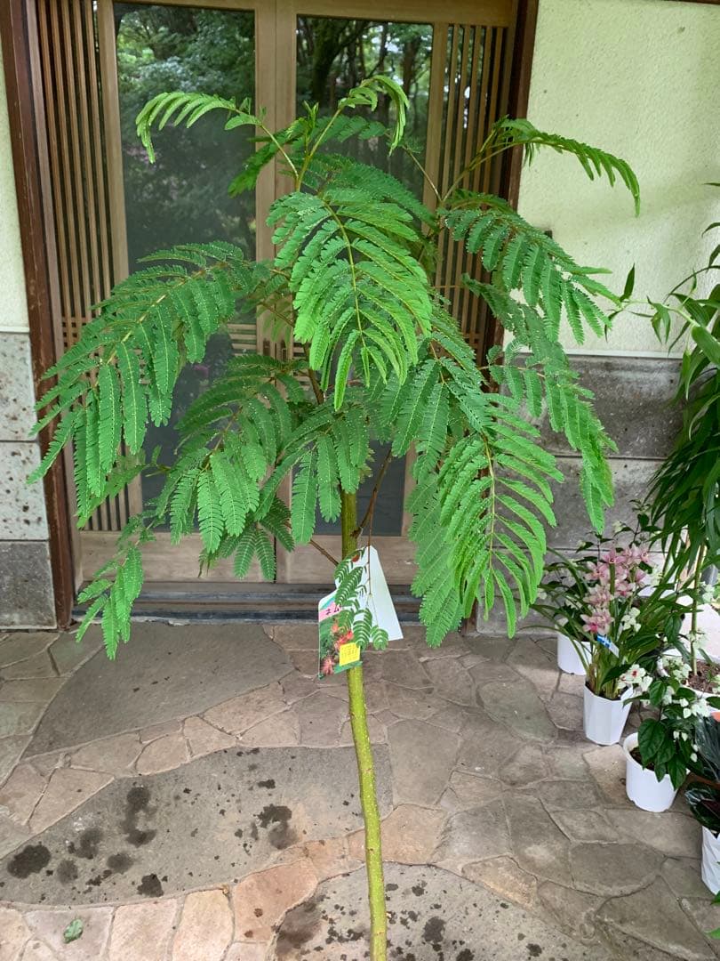 ネムノキ　(合歓木)　観葉植物 特大株 鉢ごと発送