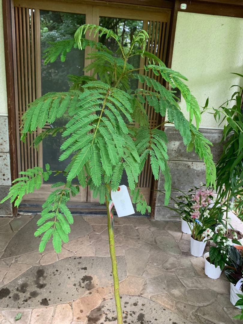 ネムノキ　(合歓木)　観葉植物 特大株 鉢ごと発送