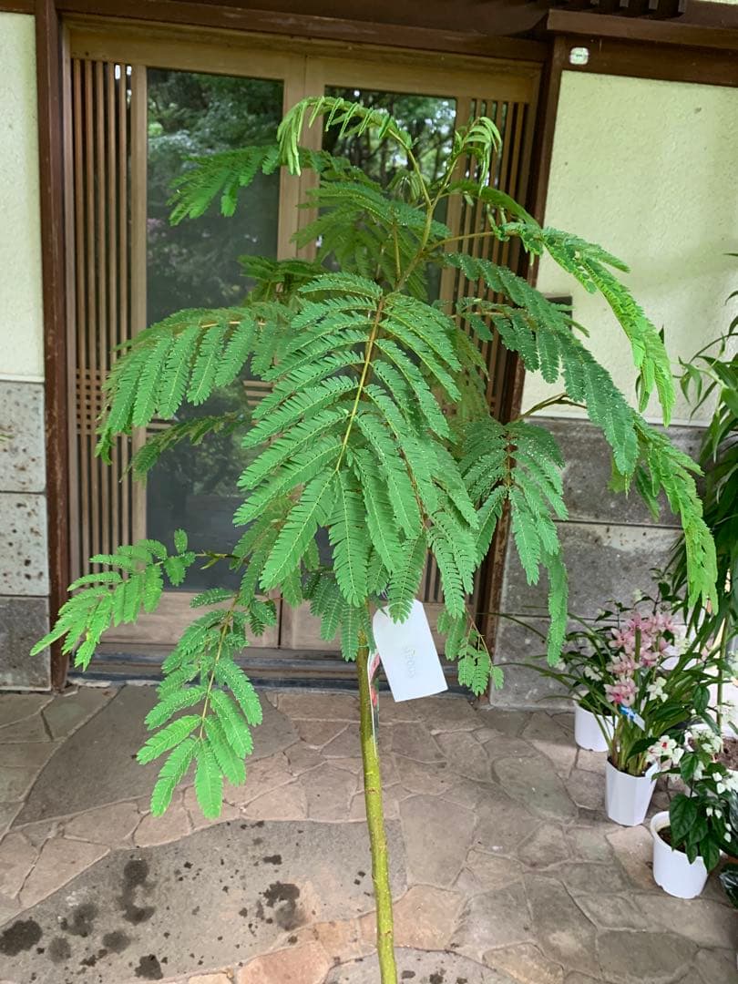 ネムノキ　(合歓木)　観葉植物 特大株 鉢ごと発送