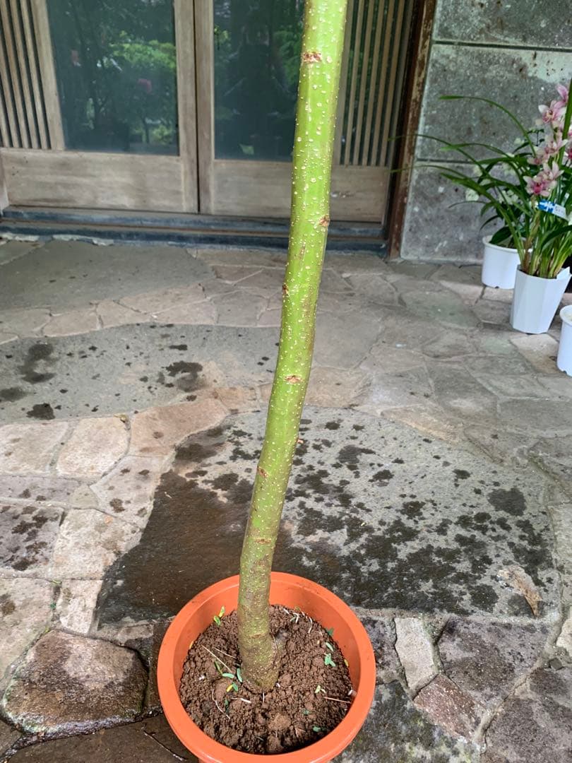 ネムノキ　(合歓木)　観葉植物 特大株 鉢ごと発送