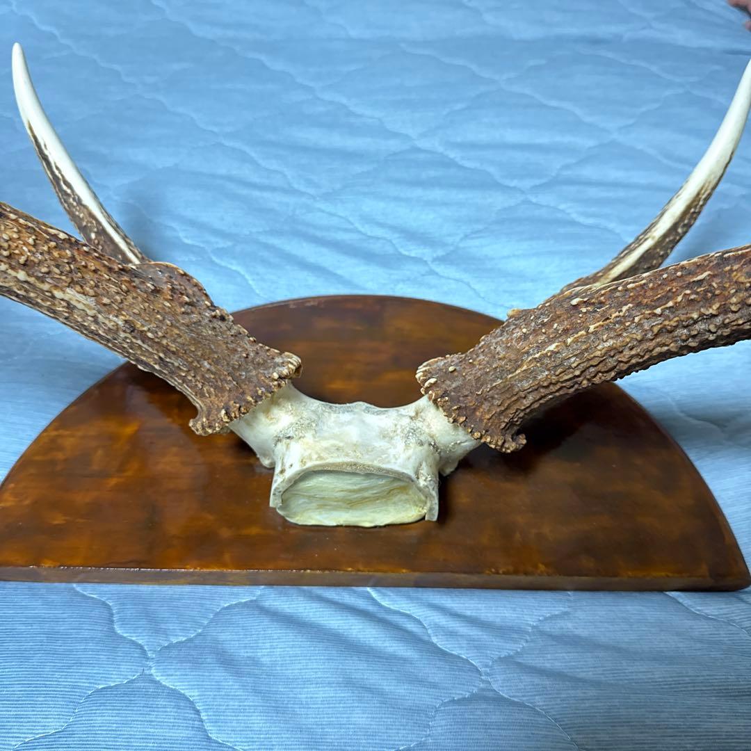 鹿の角 インテリアオブジェ 約70cm