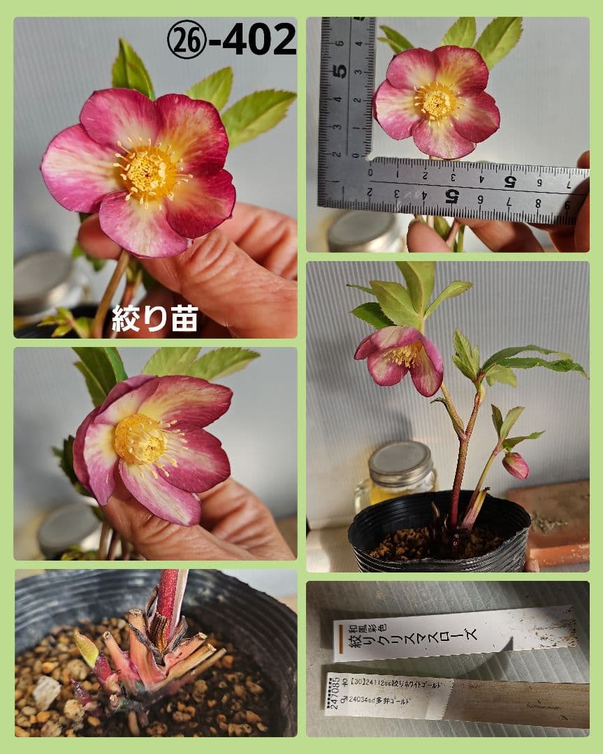 ★Orange様ご購入苗㉖-394㉖-227 ㉖-402㉖-409苗