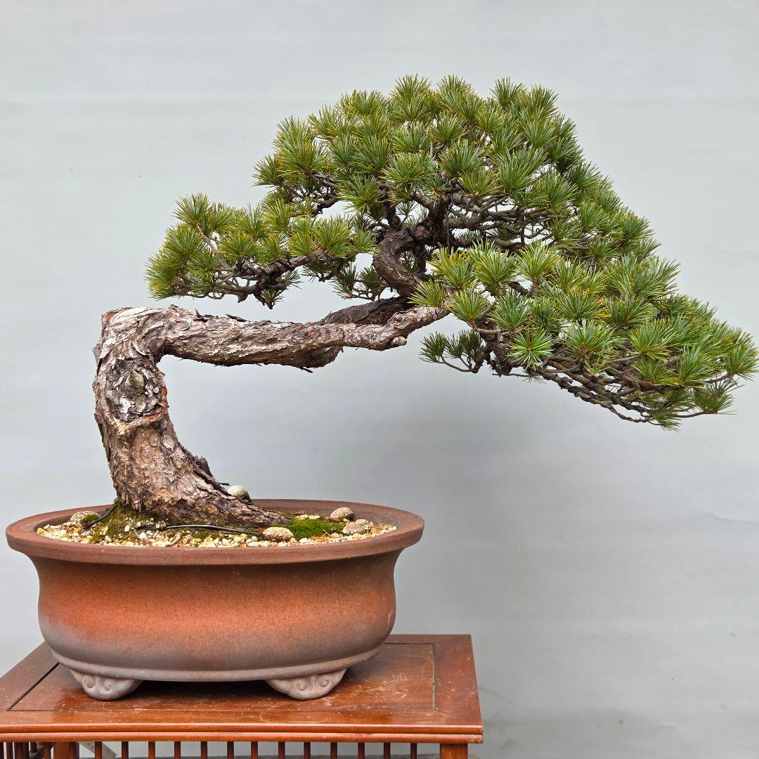 五葉松　[曲変わり木]　大品盆栽