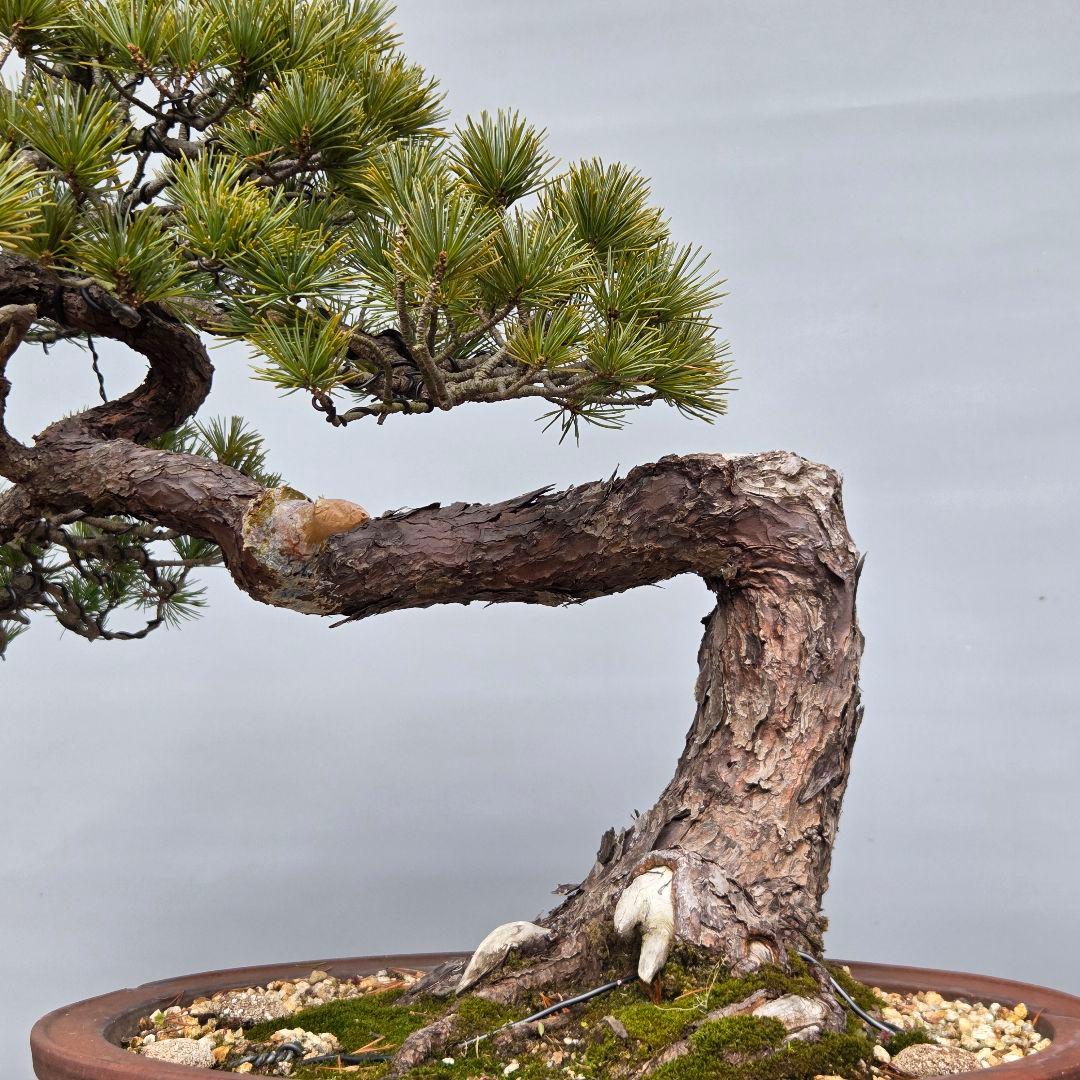 五葉松　[曲変わり木]　大品盆栽