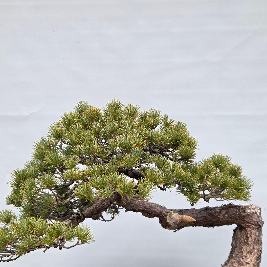 五葉松　[曲変わり木]　大品盆栽
