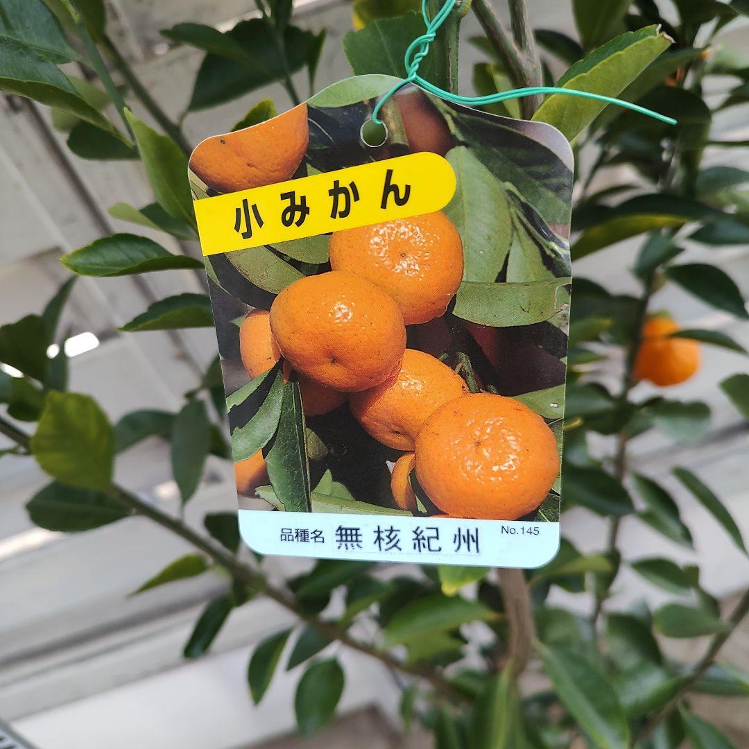 無核紀州 種無し小みかん 3年生 実つき 大苗
