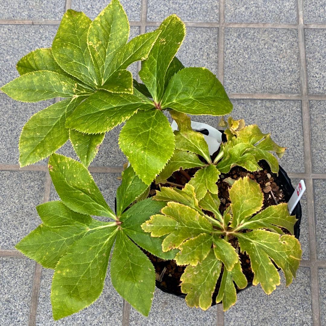 ヒ*ロ様 ❤️超元気❤️開花株❤️超大株❤️619【Ashwood】【親株】【E