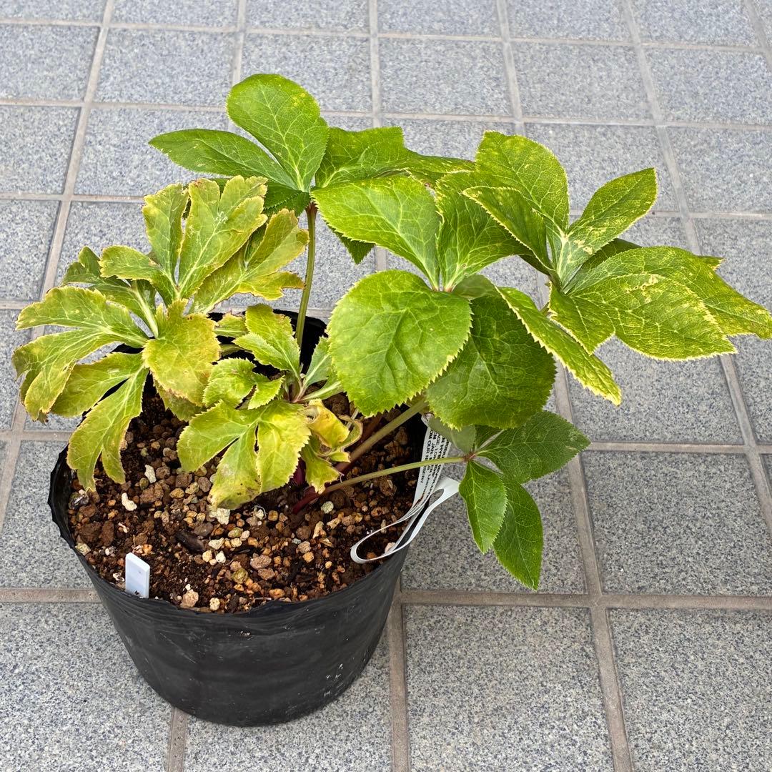 ヒ*ロ様 ❤️超元気❤️開花株❤️超大株❤️619【Ashwood】【親株】【E