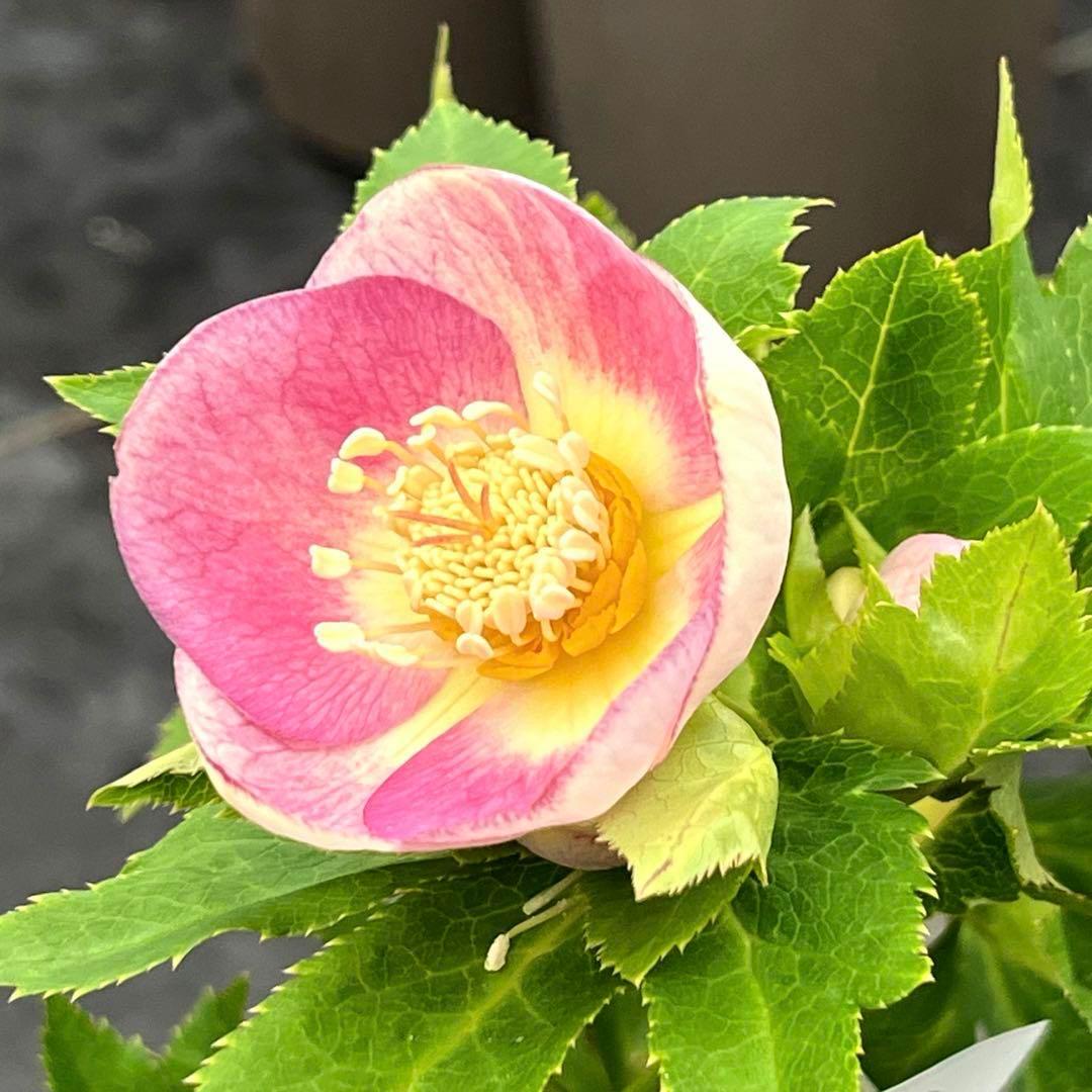 ヒ*ロ様 ❤️超元気❤️開花株❤️超大株❤️619【Ashwood】【親株】【E