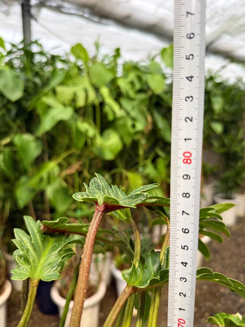 【特級品】フィロデンドロン クッカバラ 根上り 幹立ち 幹上がり 特大極上株