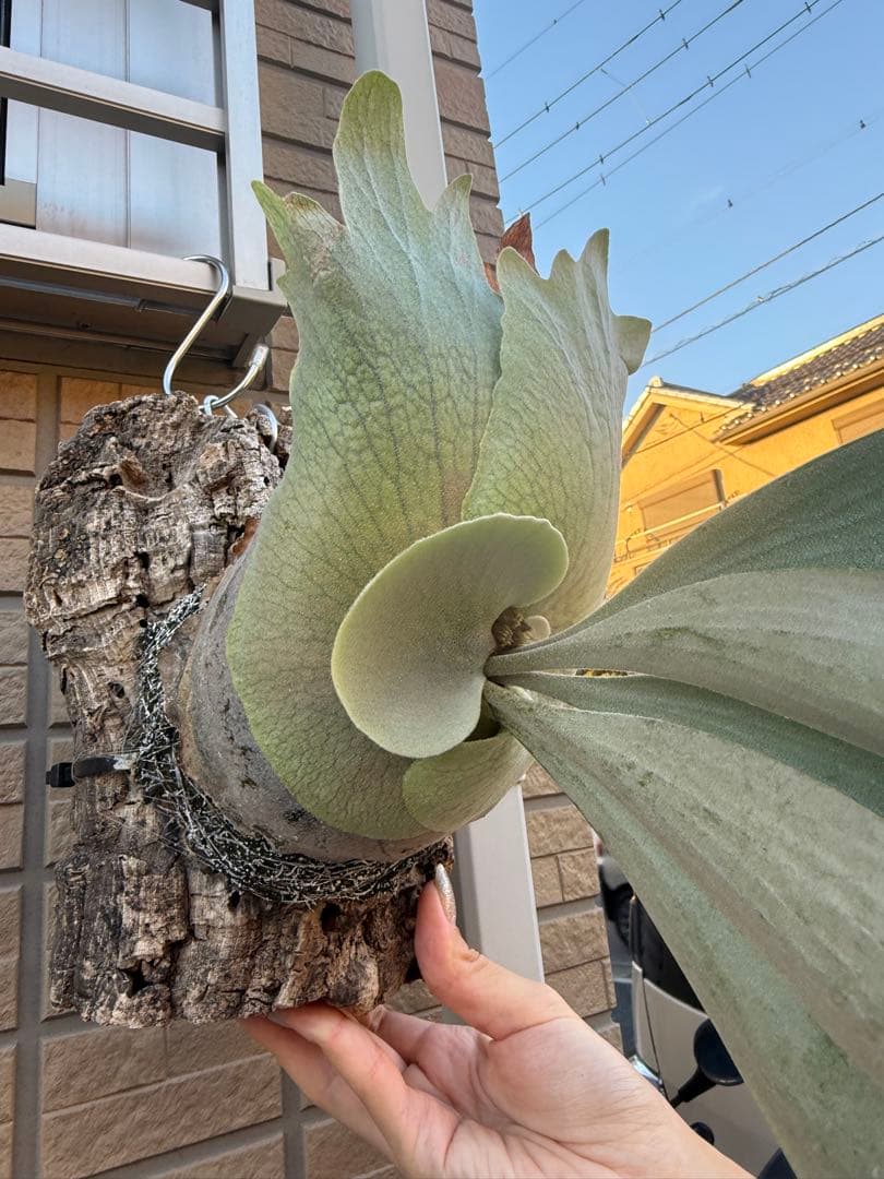 ビカクシダ No ID