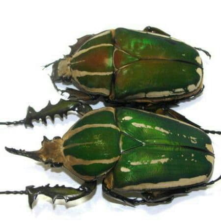 南コンゴ産 ポギーオオツノカナブン 奇形ペア 81mm 63mm