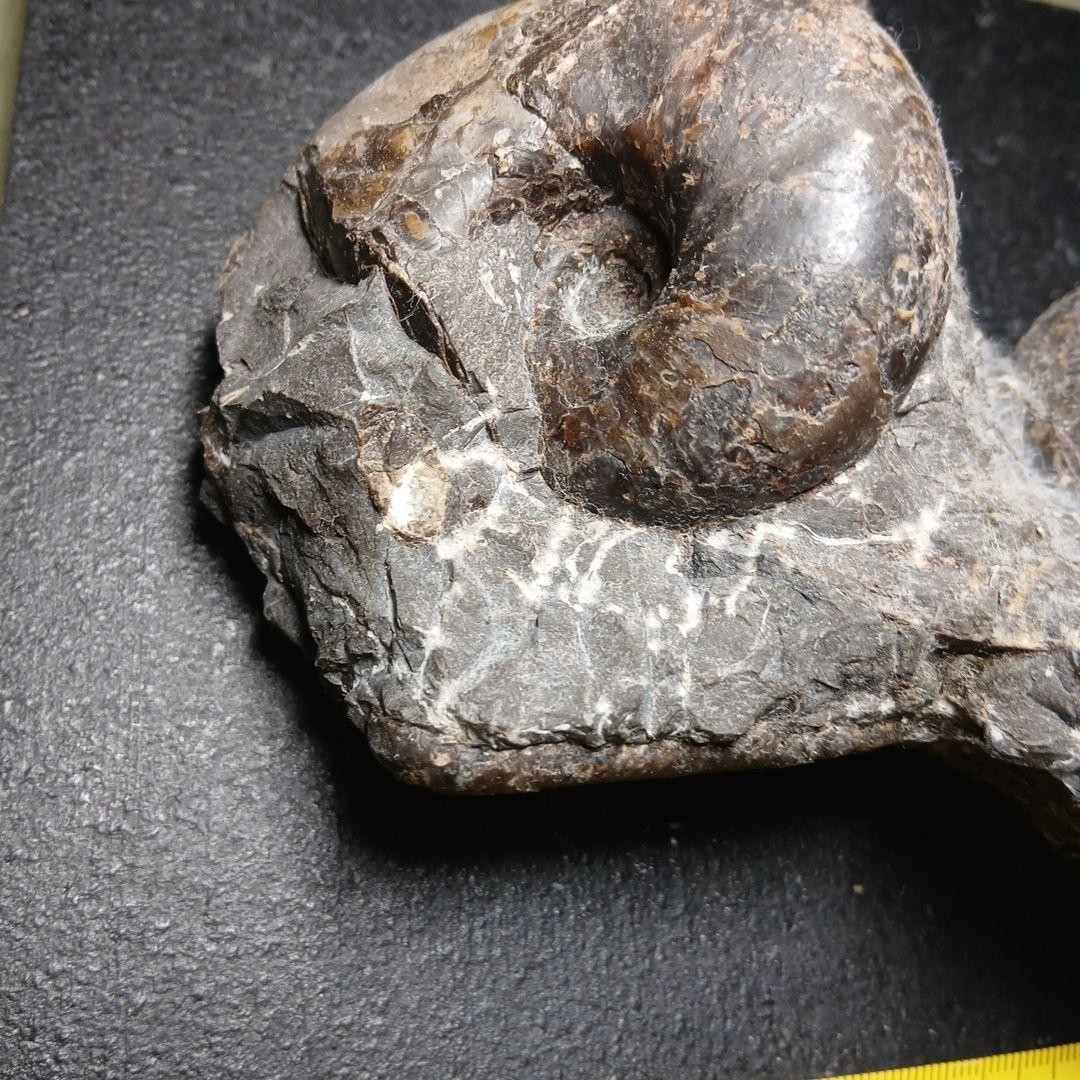 三笠産アンモナイト共生化石