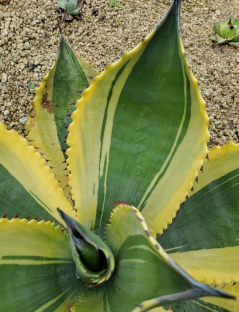 アガベ　リップルエフェクト　ワイド葉　良血統　子株