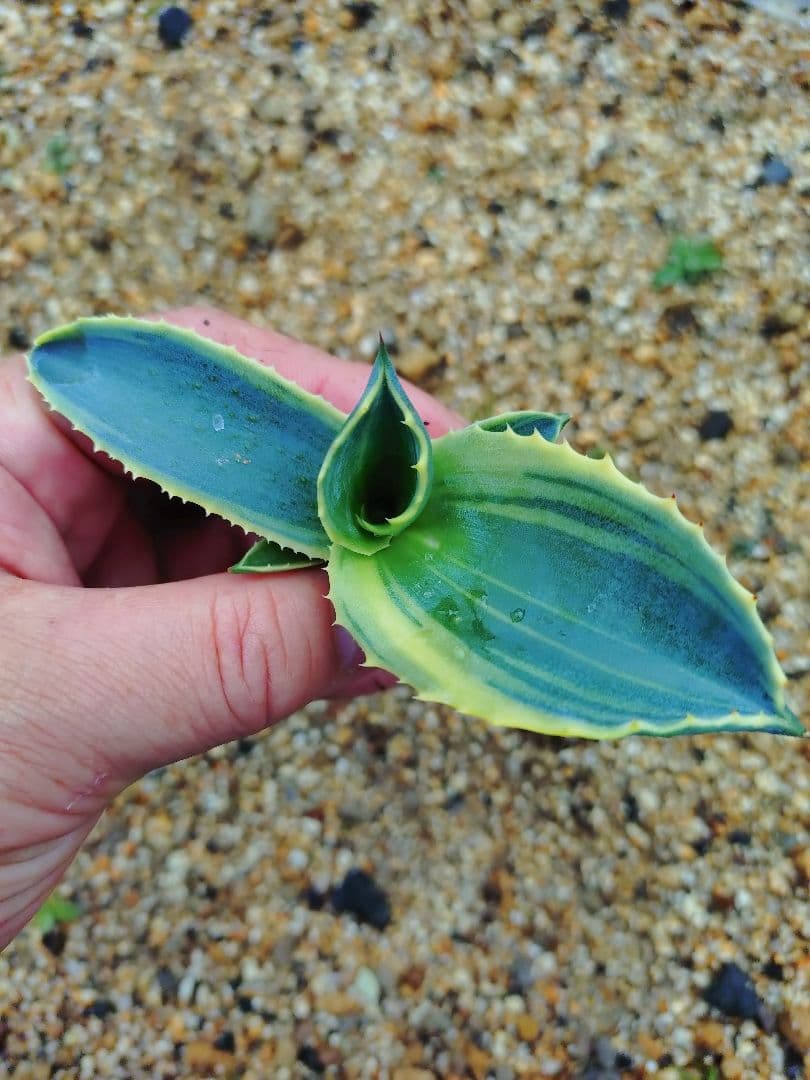 アガベ　リップルエフェクト　ワイド葉　良血統　子株