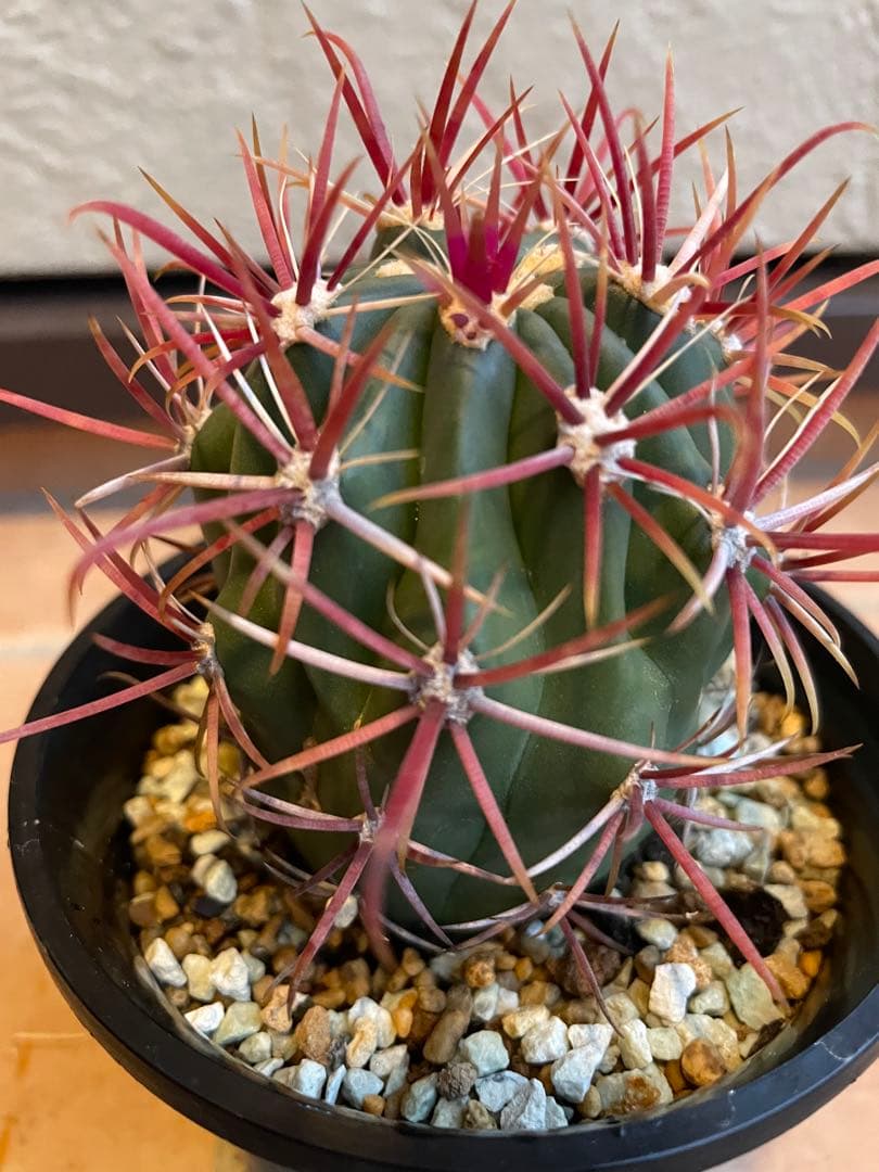 サボテン　美株　フェロカクタス　強赤棘　神仙玉
