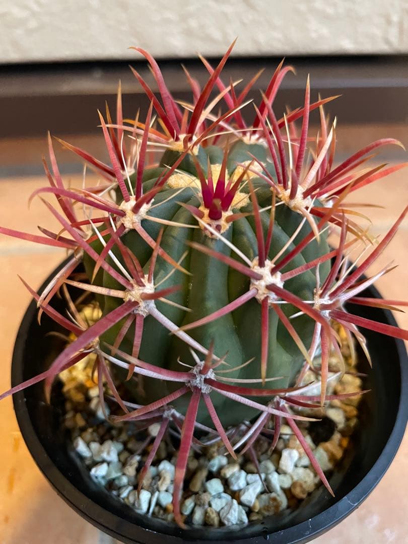 サボテン　美株　フェロカクタス　強赤棘　神仙玉