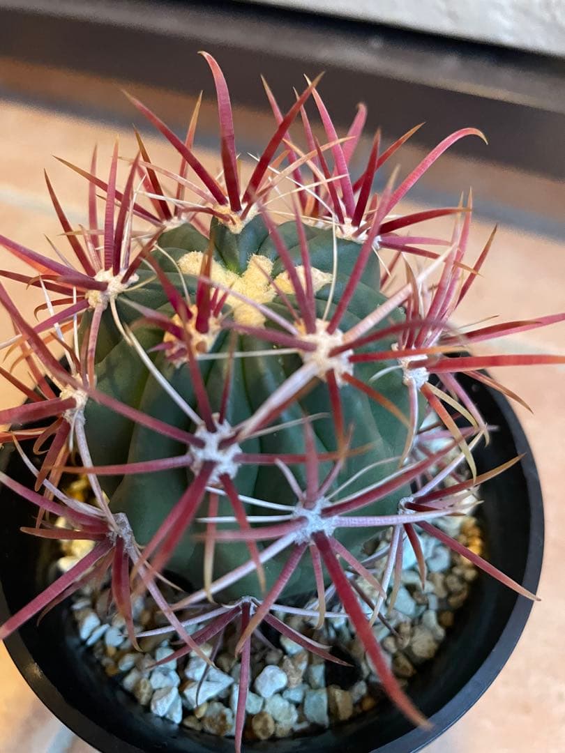 サボテン　美株　フェロカクタス　強赤棘　神仙玉