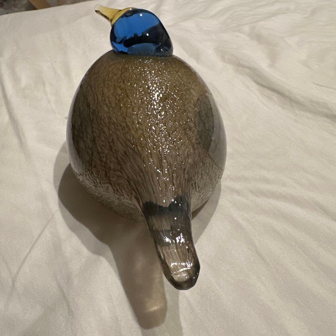 イッタラ オイバトイッカ / Dotterel バード