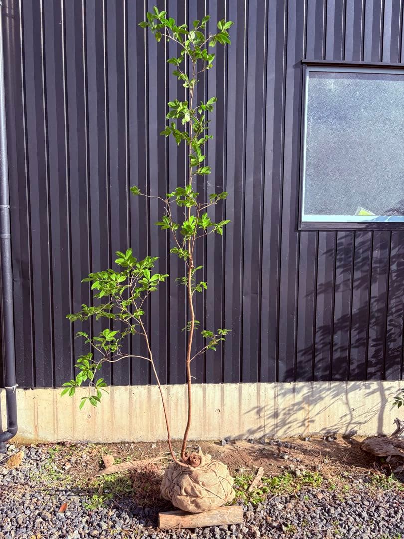 58 天然山採り　ヒサカキ