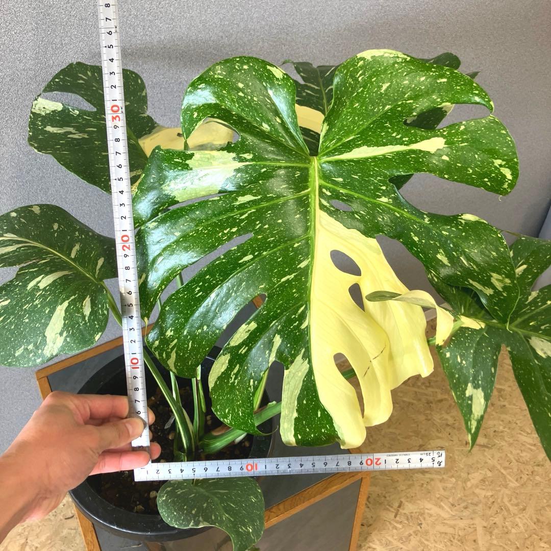 超希少❗️特大❗️モンステラ　タイコンステレーション✨