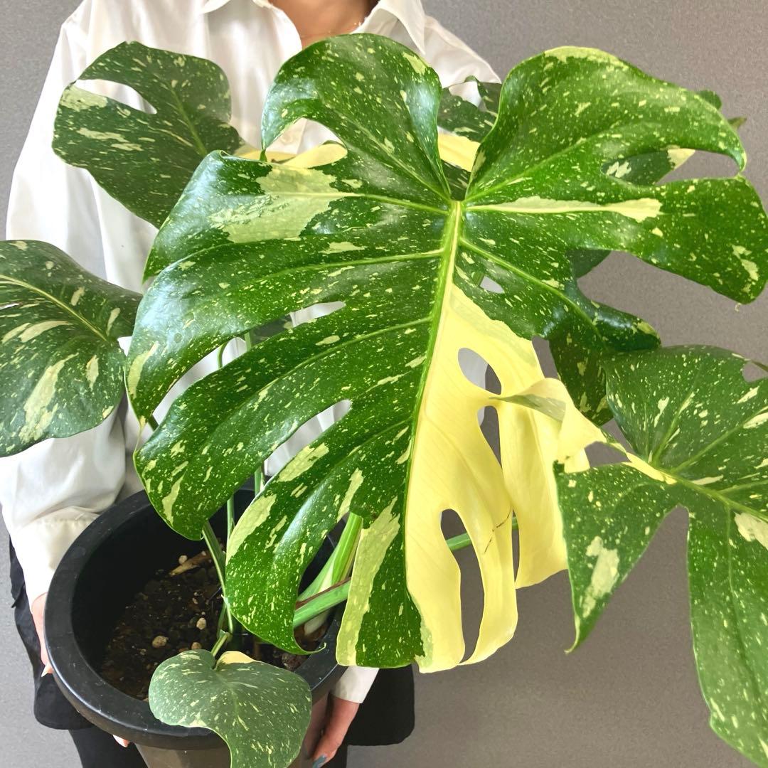 超希少❗️特大❗️モンステラ　タイコンステレーション✨