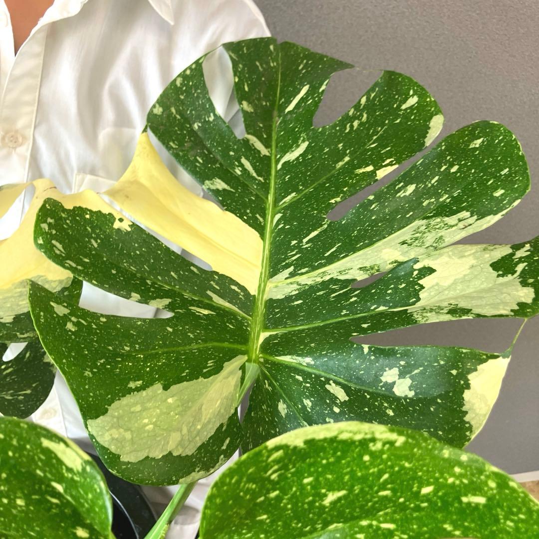 超希少❗️特大❗️モンステラ　タイコンステレーション✨