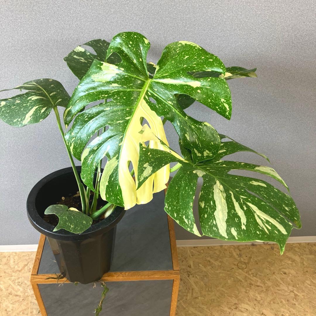 超希少❗️特大❗️モンステラ　タイコンステレーション✨