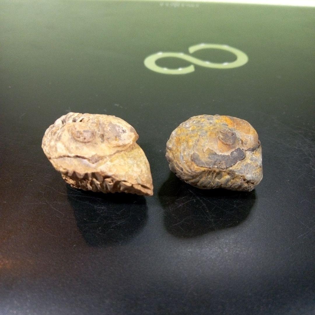 三葉虫　化石　fossil　ボリビア産　レア　Fossil識別⑧　２個セット