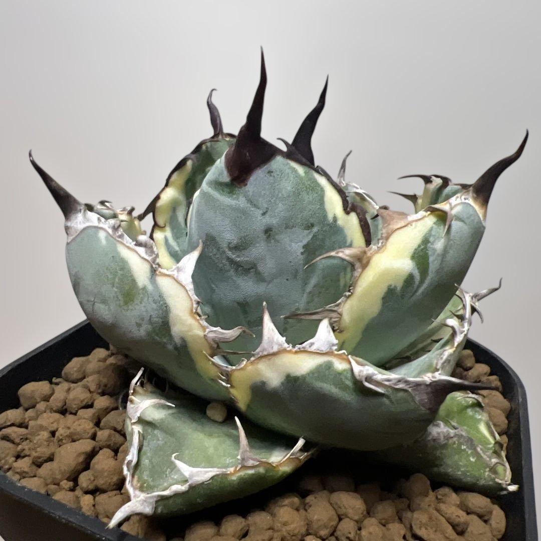 アガベ 鉢植発送 ＢＢ錦 斑入り 極上血統 希少株 スペシャル個体 超特選株