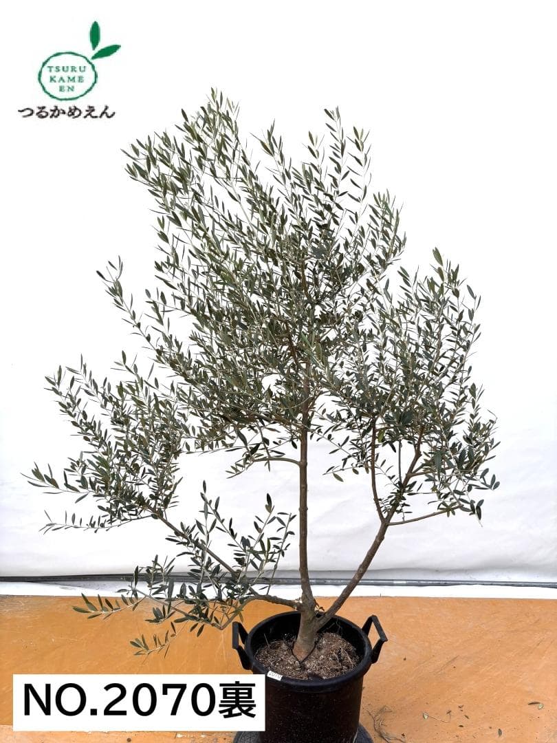 オリーブの木　ネバディロブランコ　約170cm　NO.2070　大型　人気　現品
