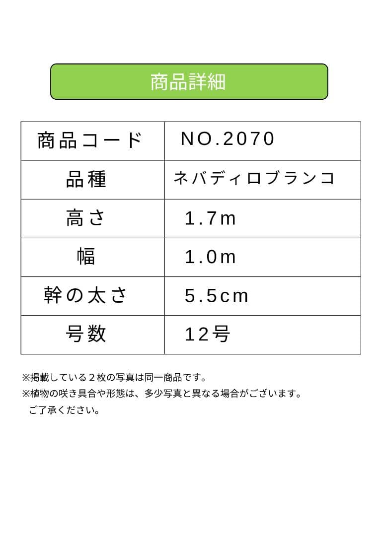 オリーブの木　ネバディロブランコ　約170cm　NO.2070　大型　人気　現品