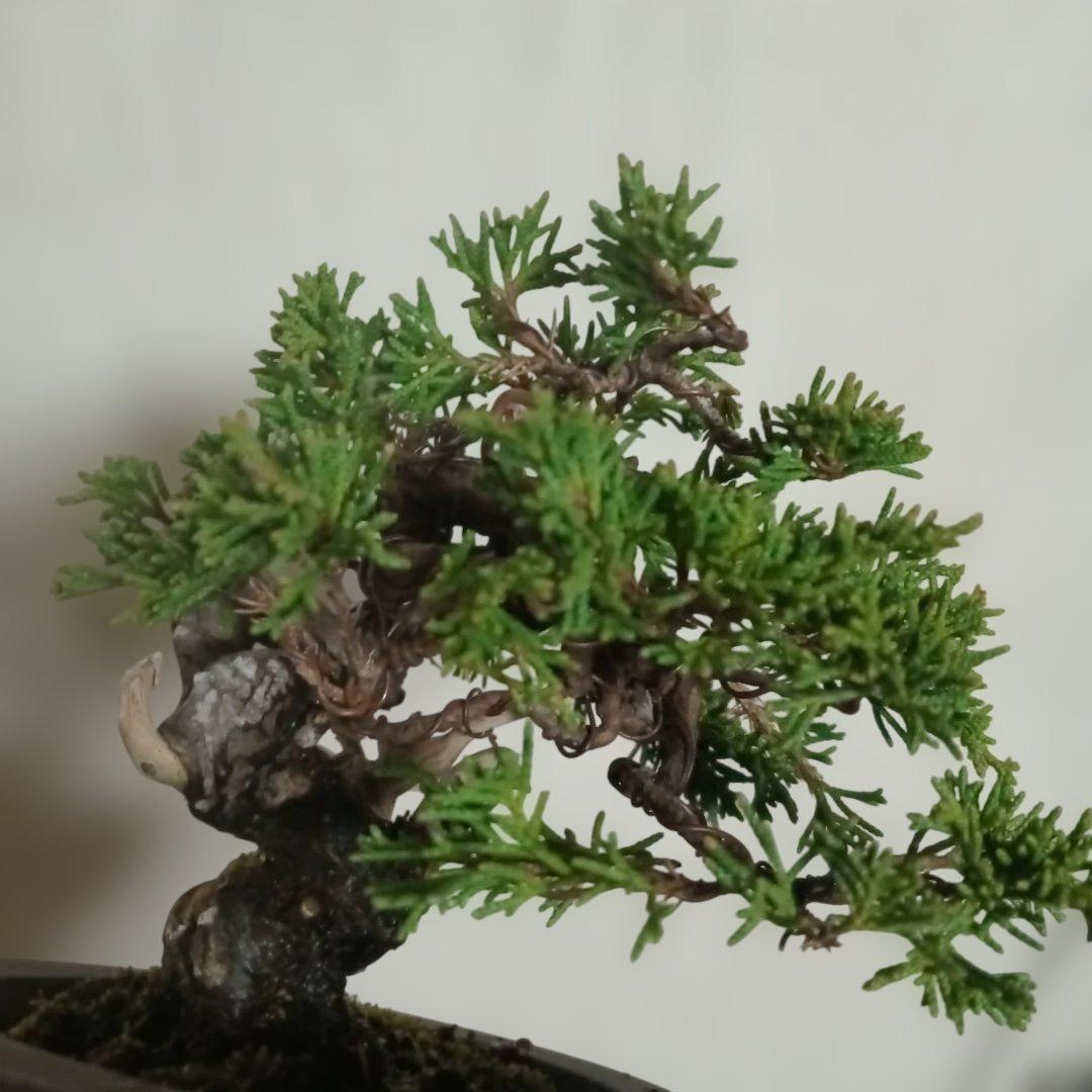 盆栽　小品盆栽　ミニ盆栽　真柏