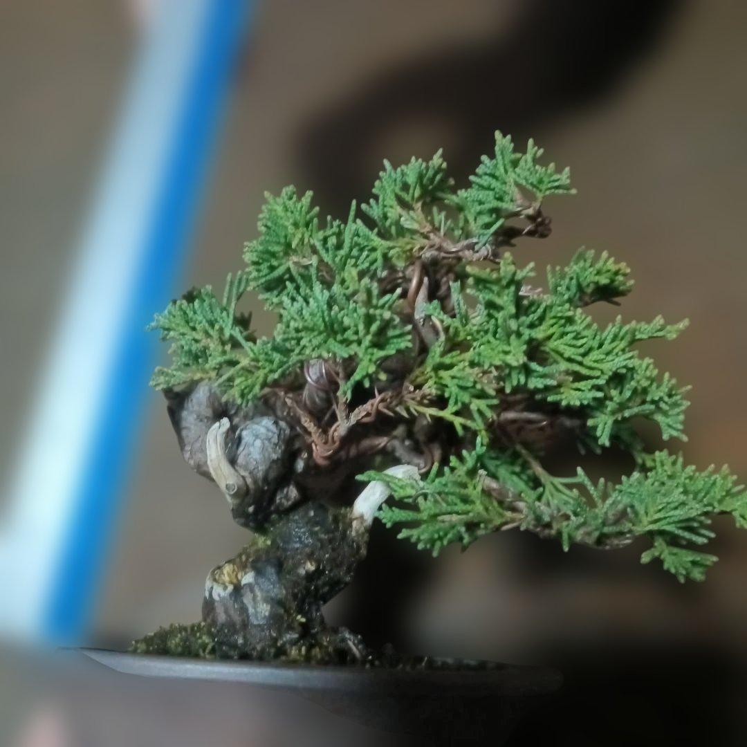 盆栽　小品盆栽　ミニ盆栽　真柏